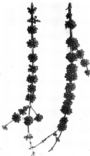 Branches of Coffea Excelsa Grown at the Lamao Experiment Station, P.I.