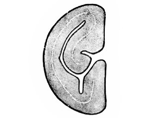 Fig. 332. Coffee. Cross section of bean