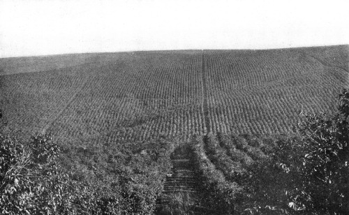 FAZENDA GUATAPARA, SÃO PAULO, BRAZIL, WITH 800,000 TREES IN BEARING