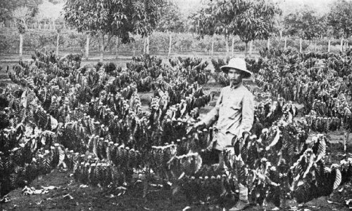 Robusta Coffee Growing on the Suzannah Estate, Cochin-China