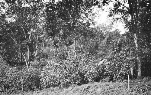 Coffee Growing Under Shade, Porto Rico