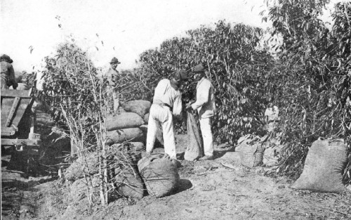 Coffee Picking and Field Transport