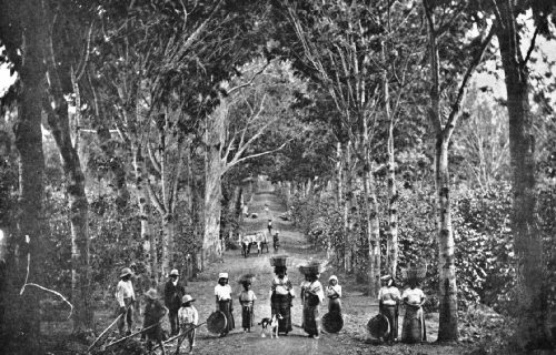 Entrance to a Finca in the Highlands