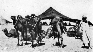 Ships of the Desert Laden with Coffee, Arabia