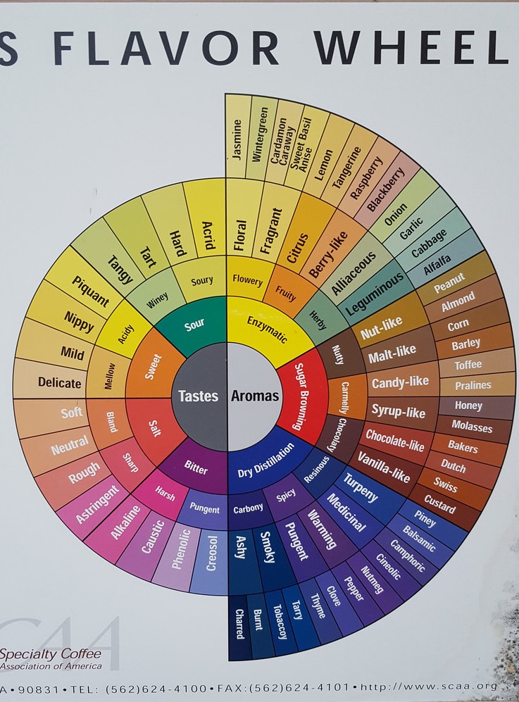 Setting up a coffee cupping session, Coffee Flavor Wheel.